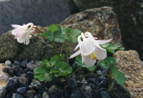 Aquilegia laramiensis
